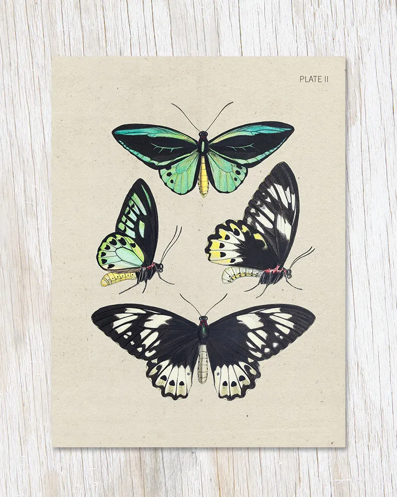 Butterflies Card