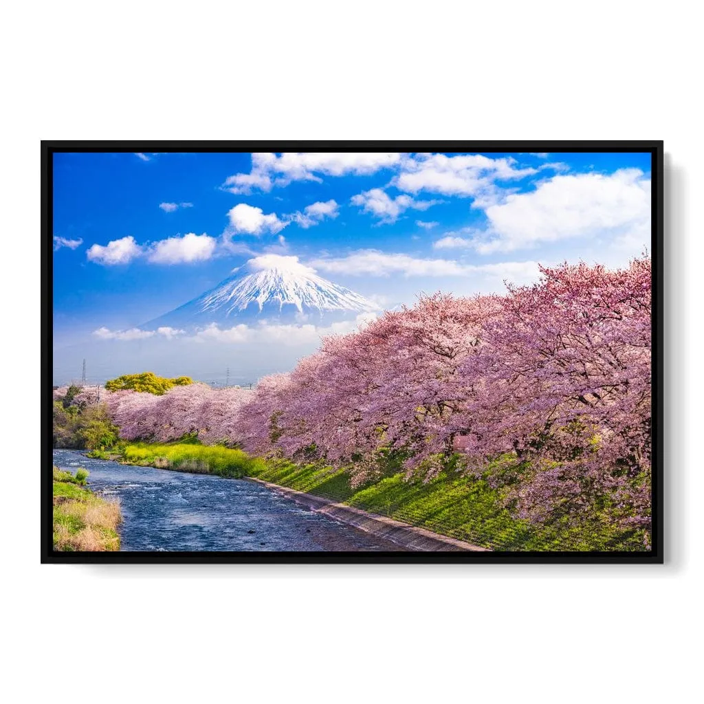 Cherry Blossoms in Japan