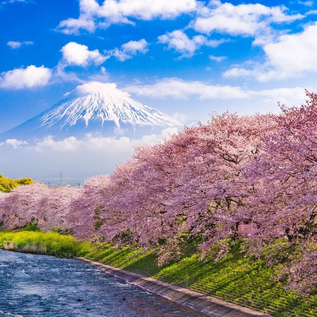 Cherry Blossoms in Japan