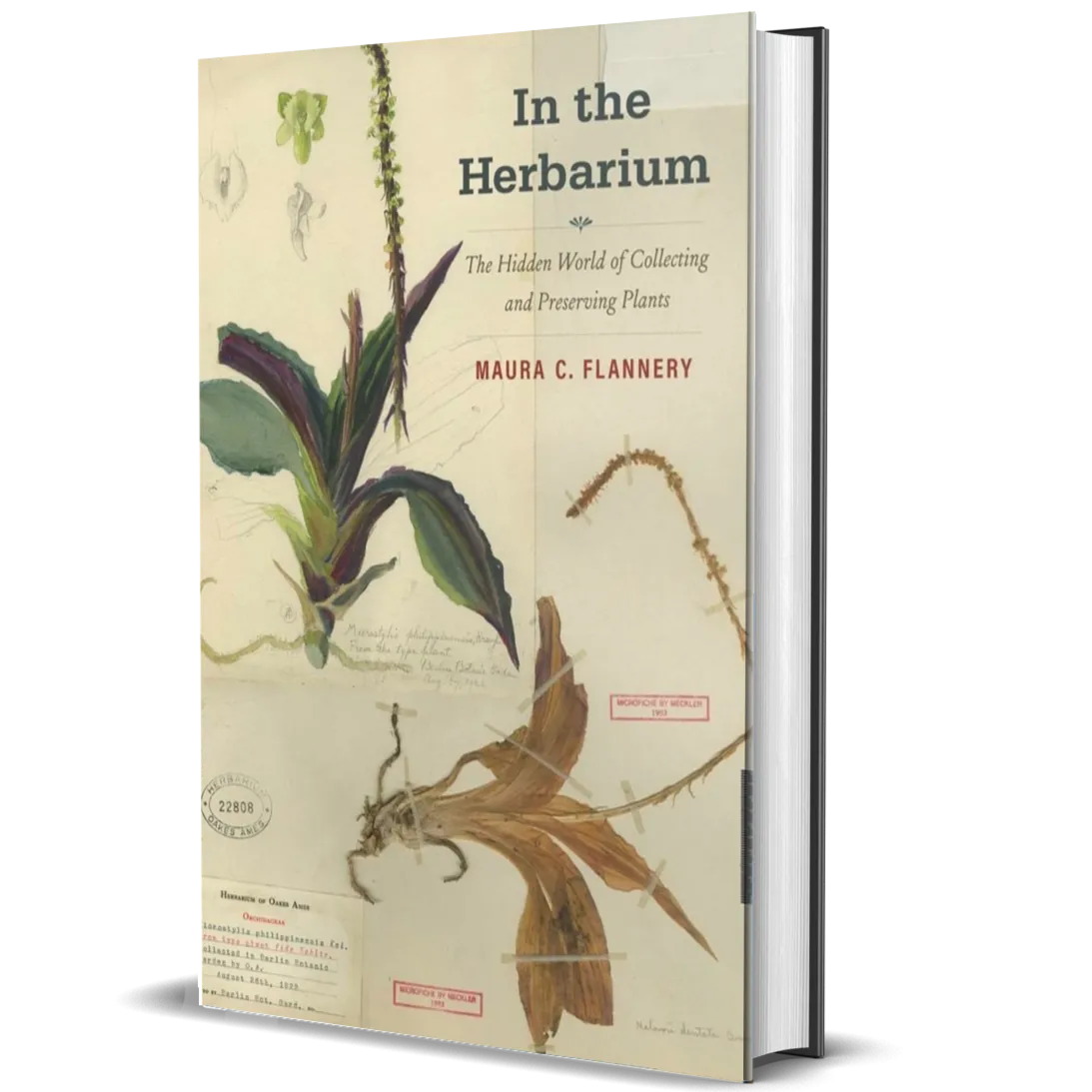 In the Herbarium: The Hidden World of Collecting and Preserving Plants