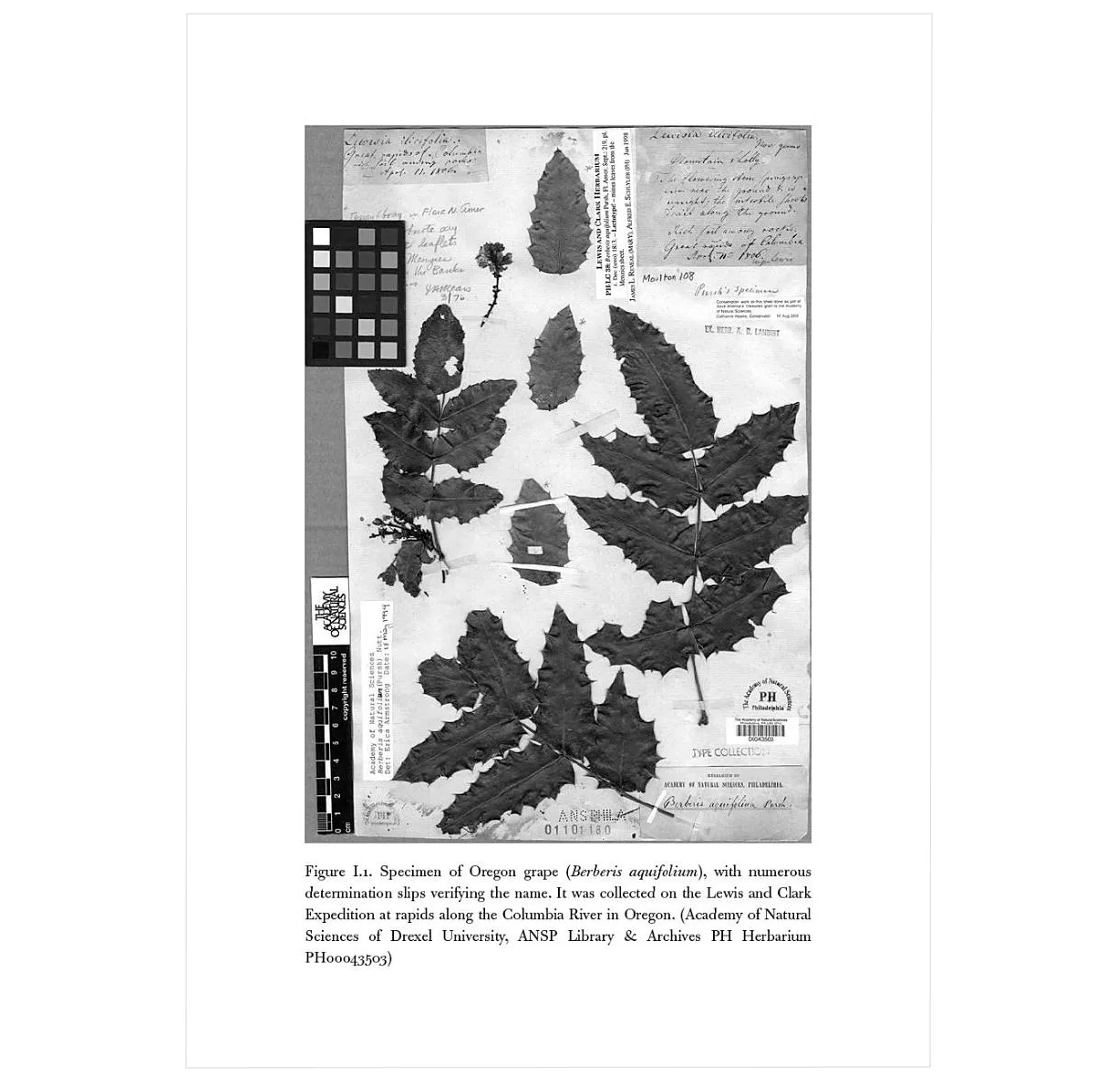 In the Herbarium: The Hidden World of Collecting and Preserving Plants