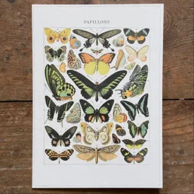 Papillons Butterfly Greeting Card